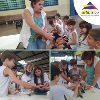 Animais Vertebrados - 3º ano