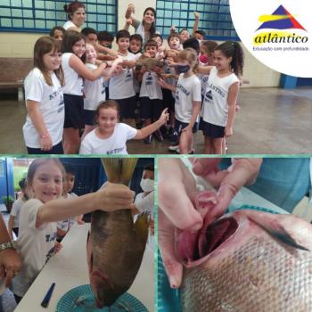 Animais Vertebrados - 3º ano