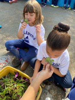 Terrário 1º ano