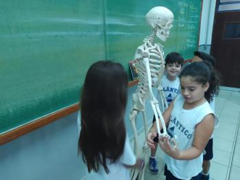 Animais Vertebrados - 3ºano B