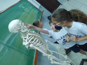 Animais Vertebrados - 3ºano B