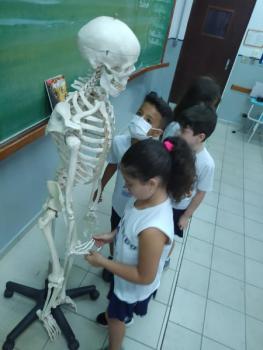 Animais Vertebrados - 3ºano B