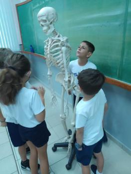 Animais Vertebrados - 3ºano B