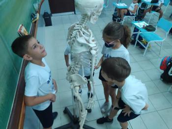 Animais Vertebrados - 3ºano B