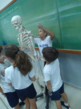 Animais Vertebrados - 3ºano B