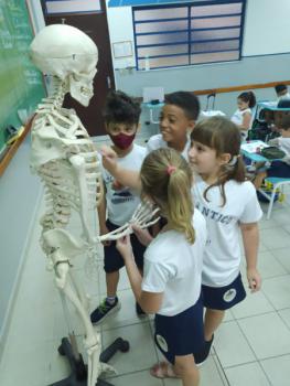 Animais Vertebrados - 3ºano B