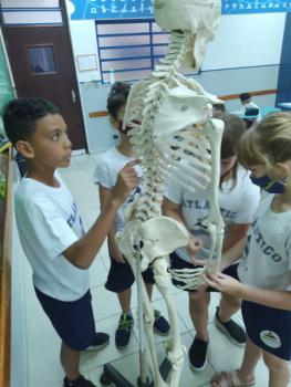 Animais Vertebrados - 3ºano B