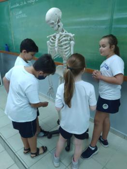 Animais Vertebrados - 3ºano B