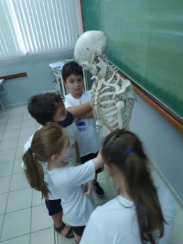 Animais Vertebrados - 3ºano B