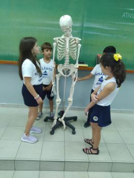 Animais Vertebrados - 3ºano B