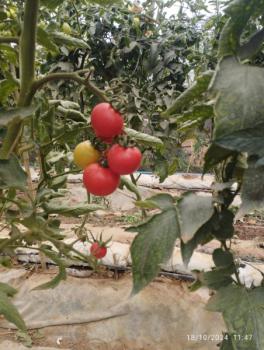 Fazenda Ituau - Terra de Gigantes